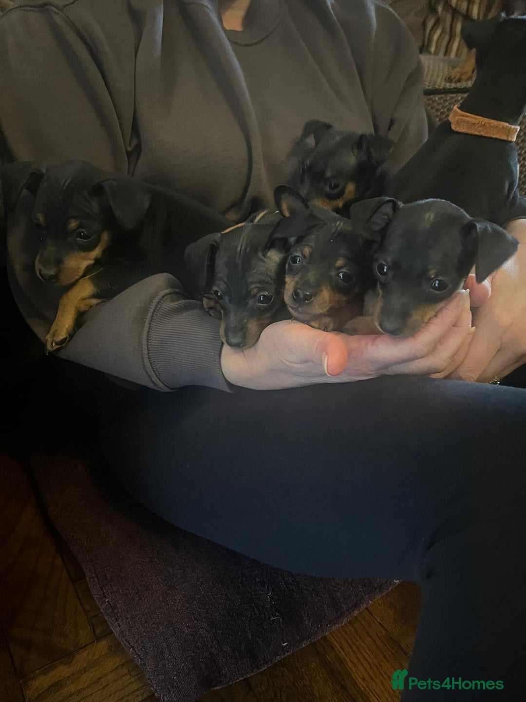 Miniature Pinscher dogs for sale: Miniature pinscher pups - Advert 29