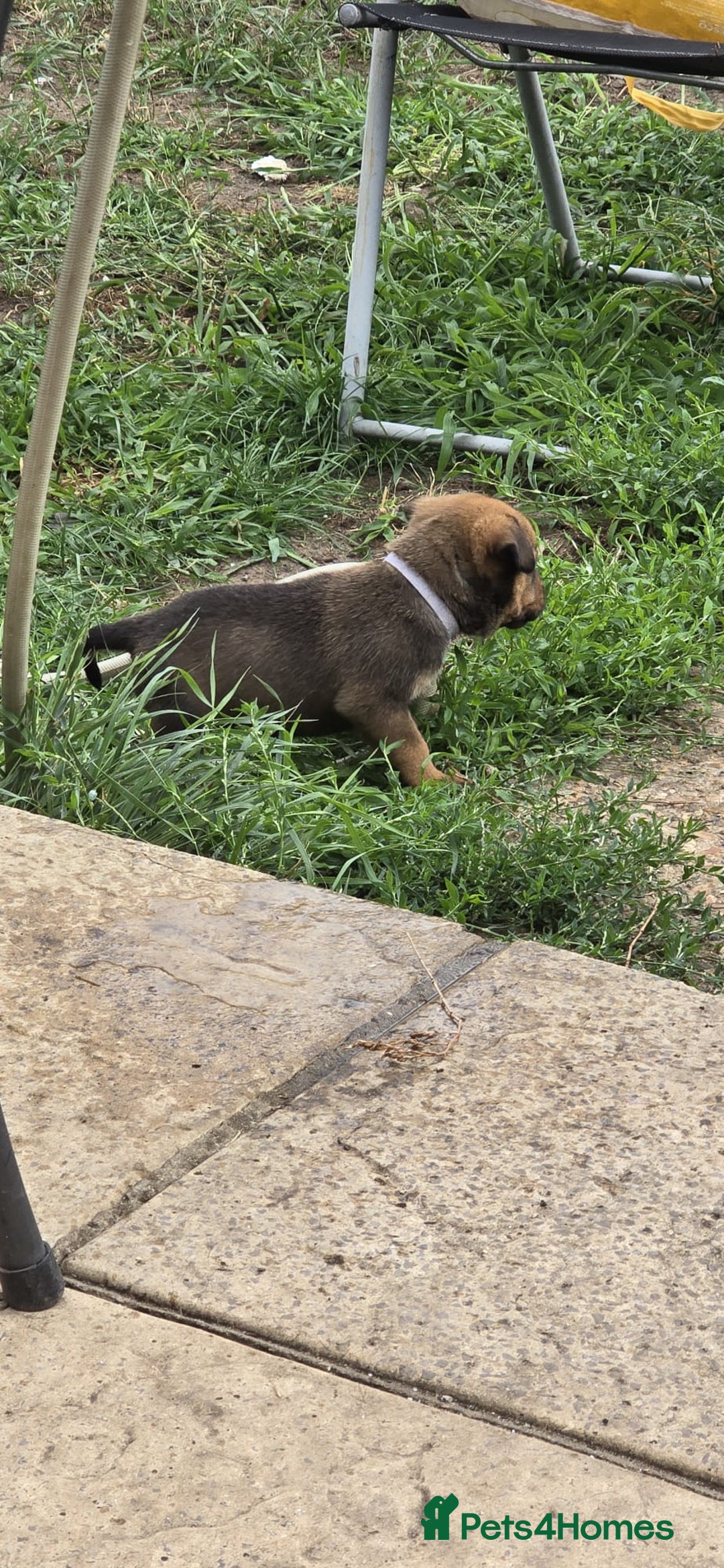 Mixed Breed dogs for sale: staffweiler - Image 6