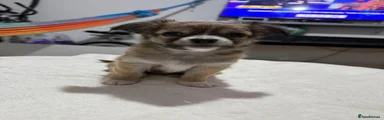 Chihuahua 1