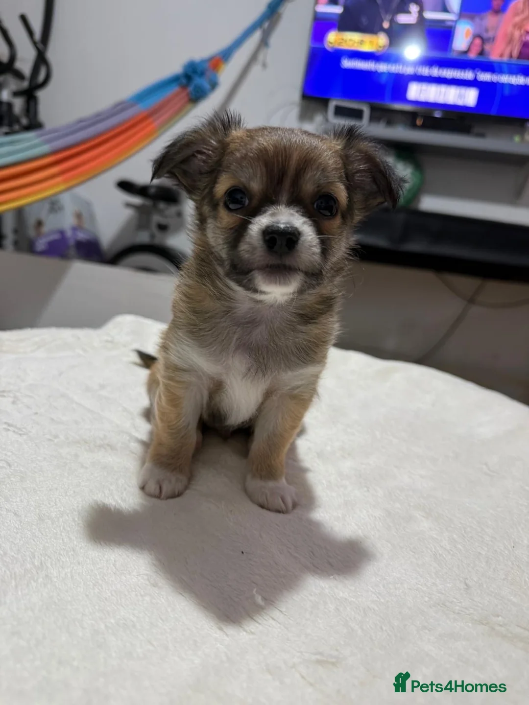 Chihuahua dogs for sale: Adorable Chihuahua puppies 1 girl and 2 boys in London - Advert 2