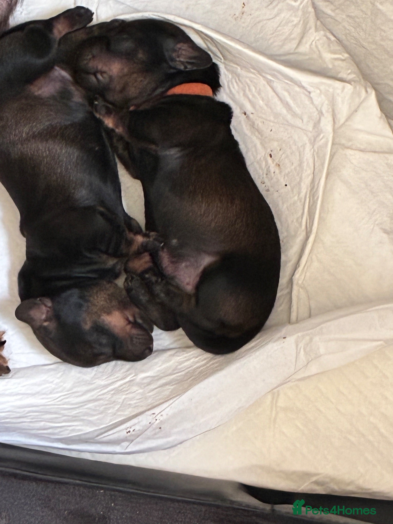 Miniature Dachshund dogs Wire Haired miniature Dachshunds - Advert 1