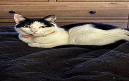 Mixed Breed cats for sale: Female cat - free to good home  - Image 2