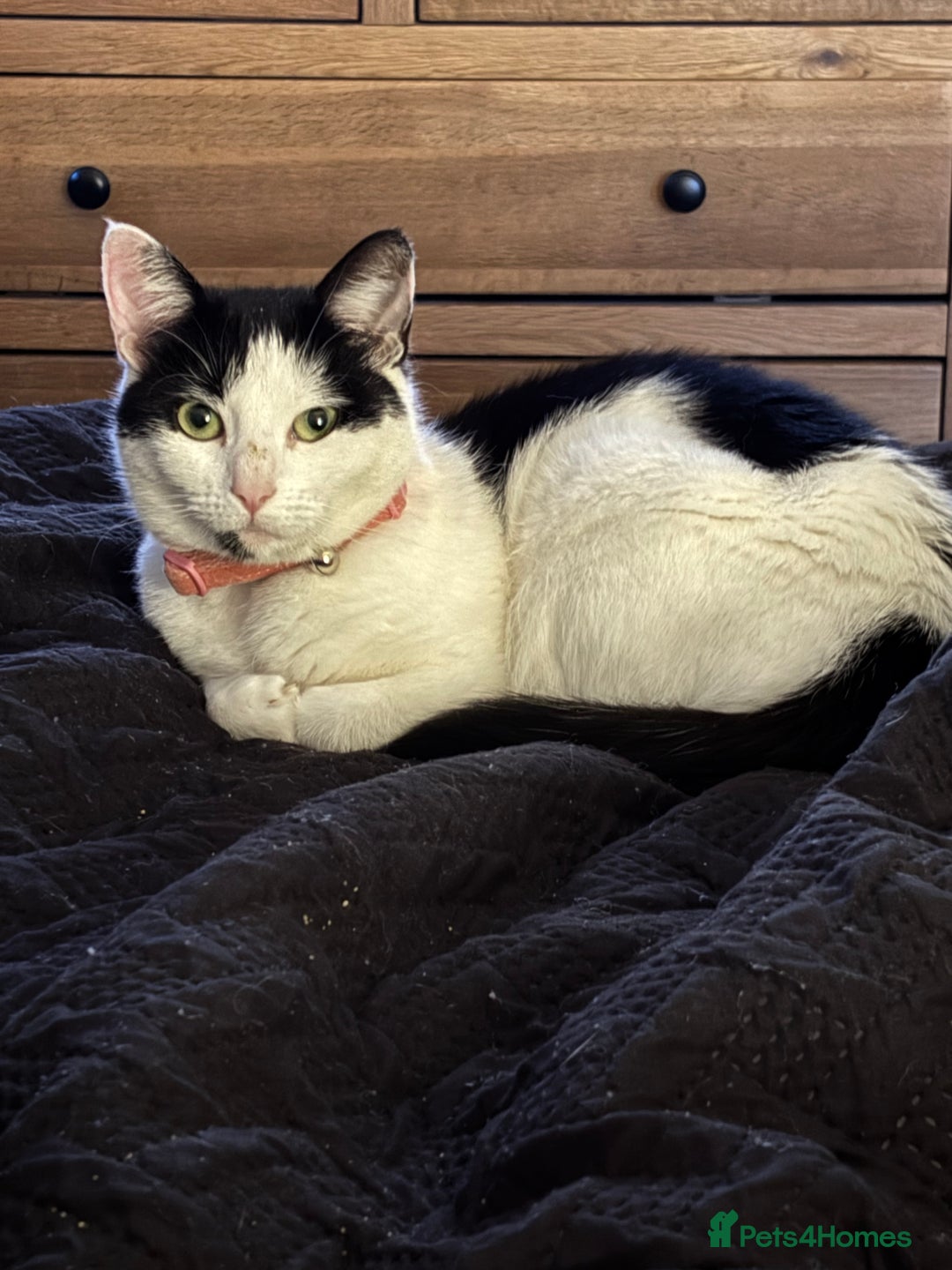 Mixed Breed cats for sale: Female cat - free to good home  - Image 2