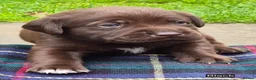 Labrador Retriever dogs for sale: Exceptional KC Reg Chocolate Labrador Puppies  - Advert 27