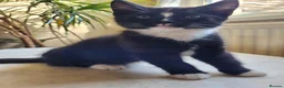 Mixed Breed cats for sale: Little Princess is looking for new home - Advert 8