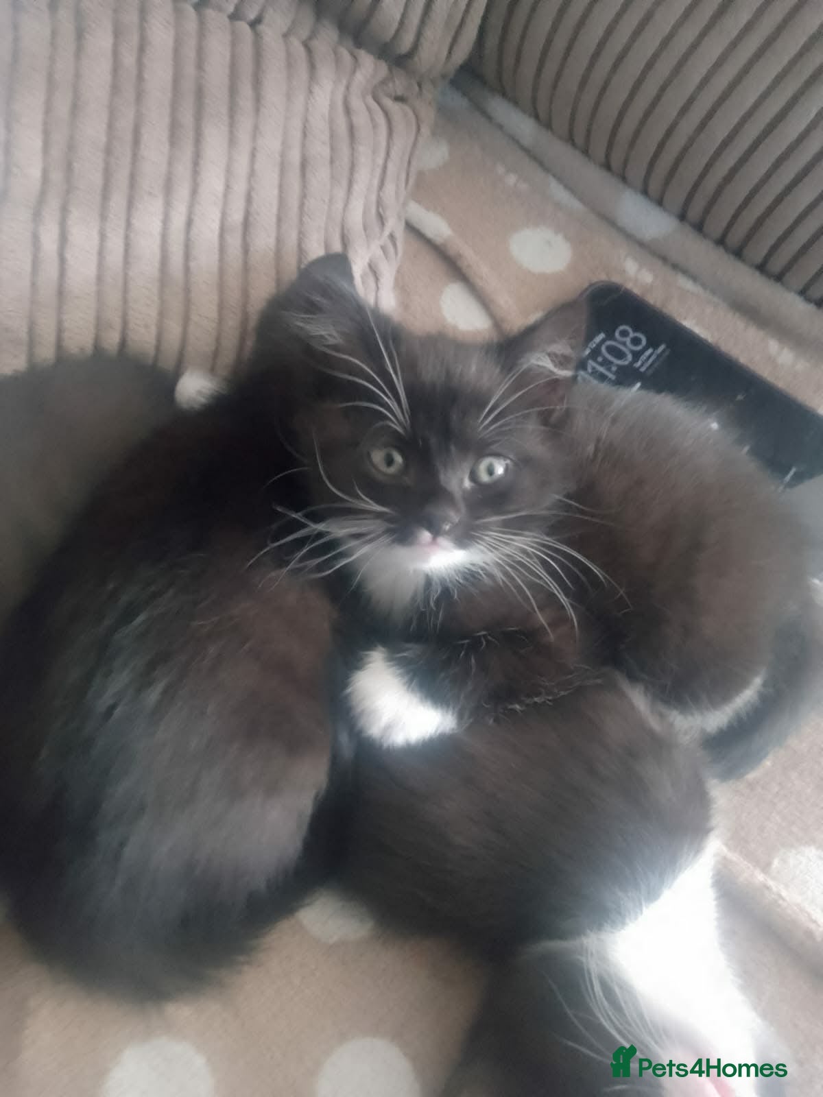British Longhair cats Beautiful black and white kittens  - Advert 7