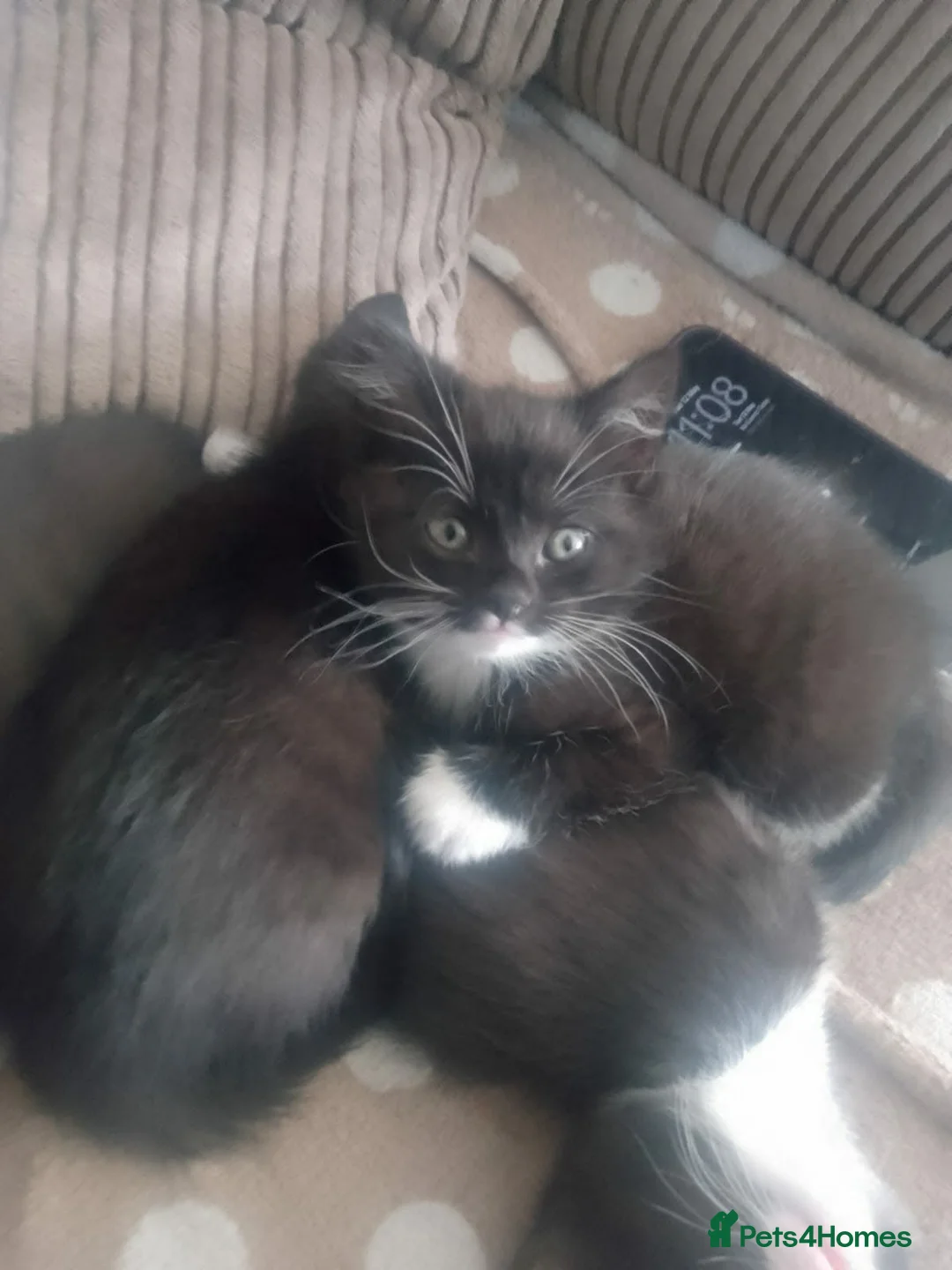 British Longhair cats for sale: Beautiful black and white kittens  in Tunbridge Wells - Advert 1