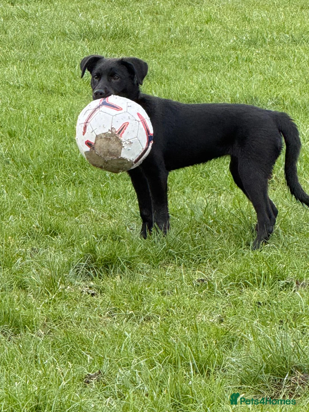 Mixed Breed dogs for sale: Socks in London - Advert 1
