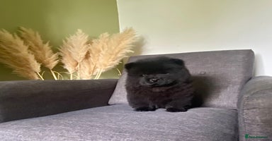 Chow Chow dogs - Advert 16