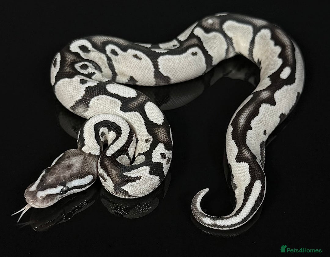 Python Snake reptiles for sale: Royal pythons  - Image 14