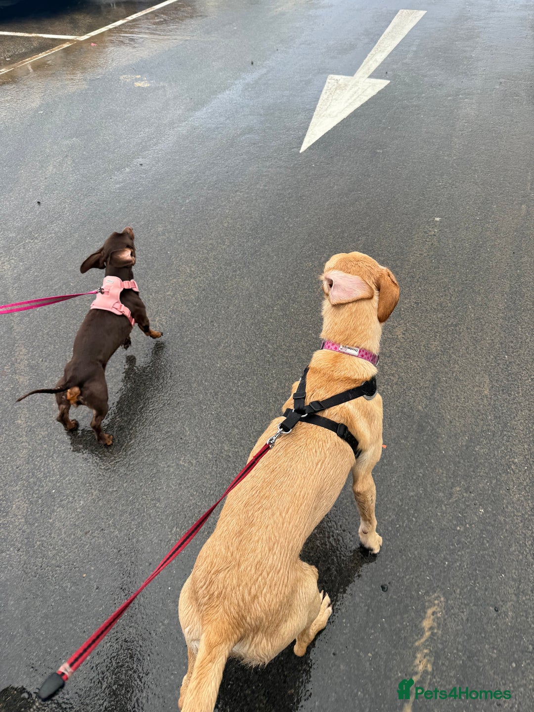 Mixed Breed dogs for sale: Luna female  - Advert 3