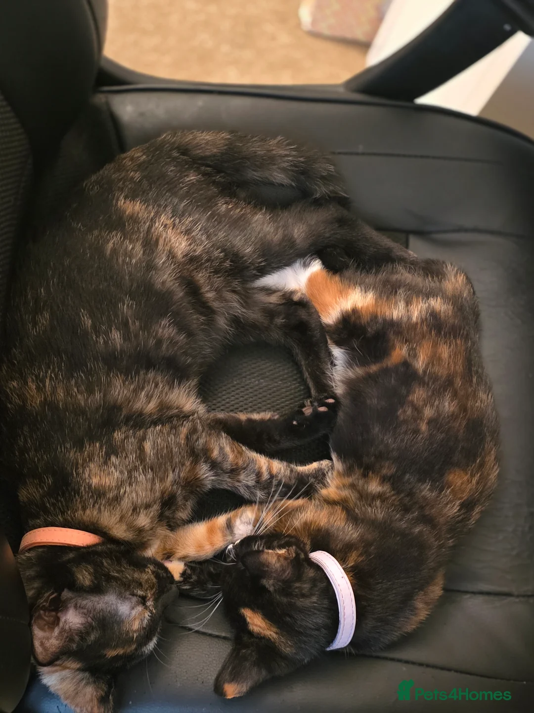 Mixed Breed cats for sale: REHOMING - Advert 2