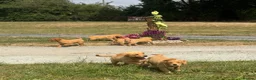 Golden Retriever dogs for sale: KC Healthy Golden Retriever Puppies - Advert 23