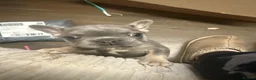 French Bulldog dogs for sale: Beautiful French bulldog pups  - Advert 15