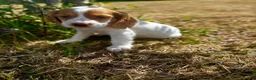 Cocker Spaniel dogs for sale: Cocker spaniel puppy’s  - Advert 8