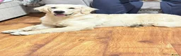 Golden Retriever dogs for sale: Mr Neo in London - Advert 4