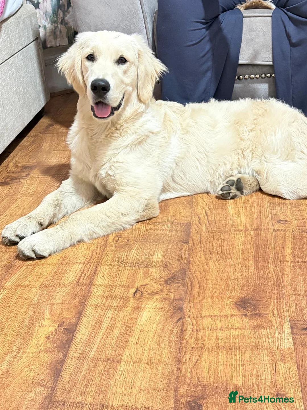 Golden Retriever dogs for sale: Mr Neo in London - Advert 4