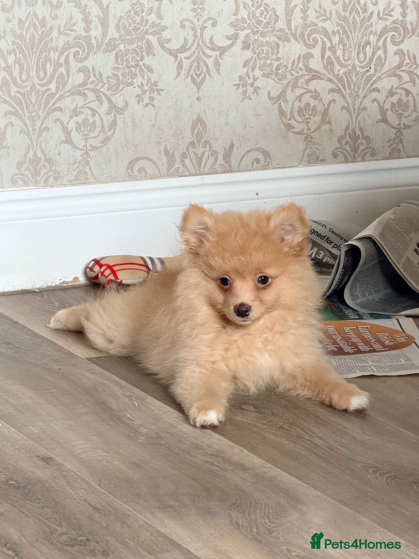 Pomeranian dogs Last boy & girl … Pomeranian puppies  - Advert 2