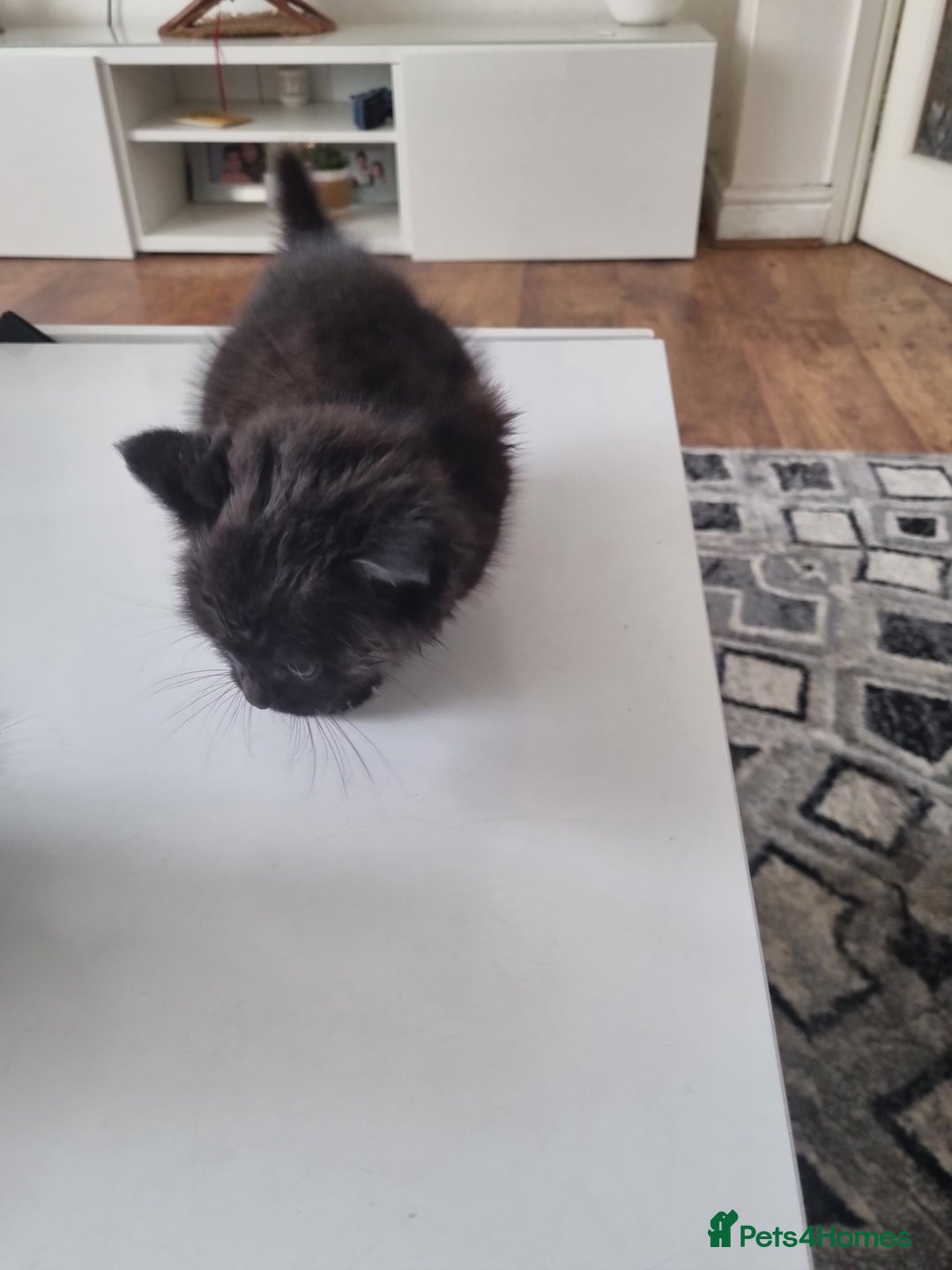 Mixed Breed cats for sale: Half british shorthair kittens - Image 7