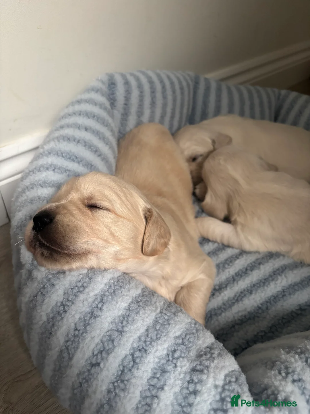 Golden Retriever dogs for sale: *2 left* gorgeous golden retrievers  - Advert 1