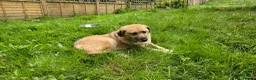 Mixed Breed dogs for adoption: Jhoana for adoption in Hastings - Advert 3