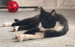 British Shorthair cats for sale: Cat for sale  - Image 2
