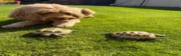 Tortoise reptiles for sale: Horsefield Tortoises & Setup  in Beverley - Advert 3