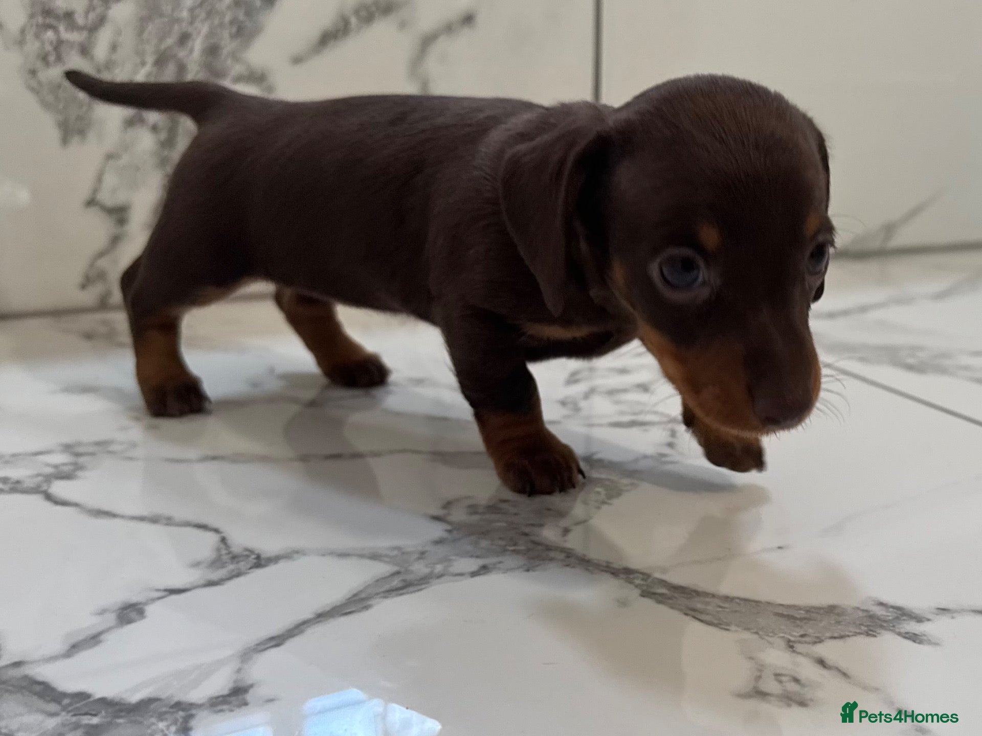 Miniature Dachshund dogs KC miniature dachshunds - Tiny. Stunning! - Advert 2