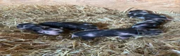 Pig livestock for sale: Miniature pet piglets - Advert 6