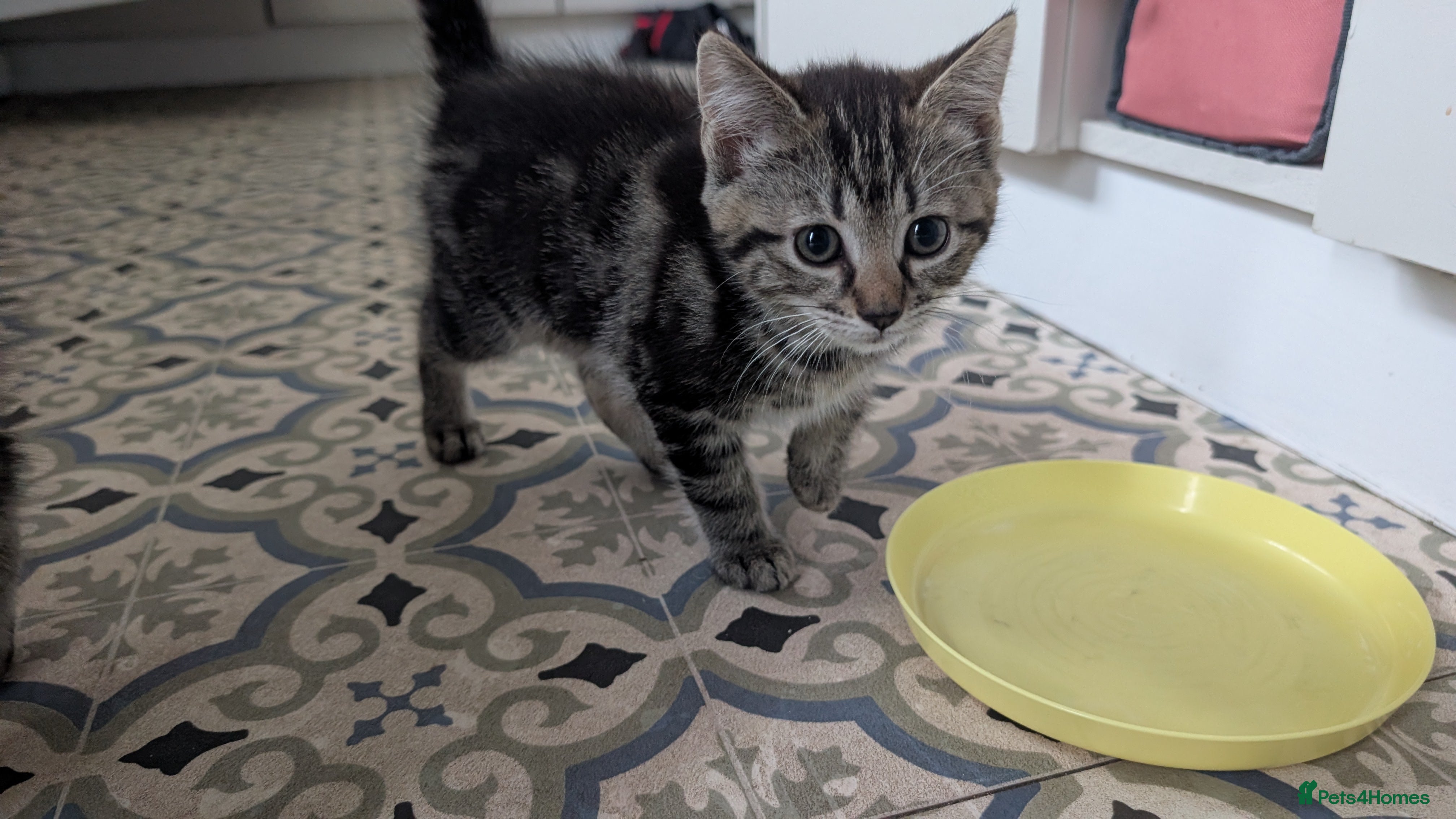 Mixed Breed cats for sale: Playful girl - Advert 3