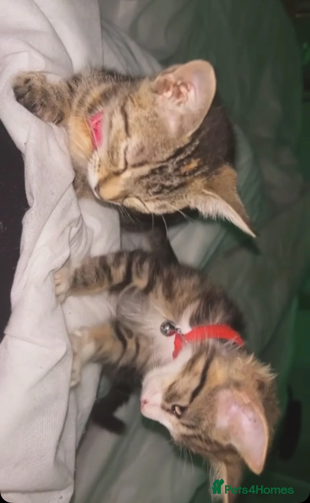 Mixed Breed cats for sale: X2 kittens (to go together ) - Advert 2
