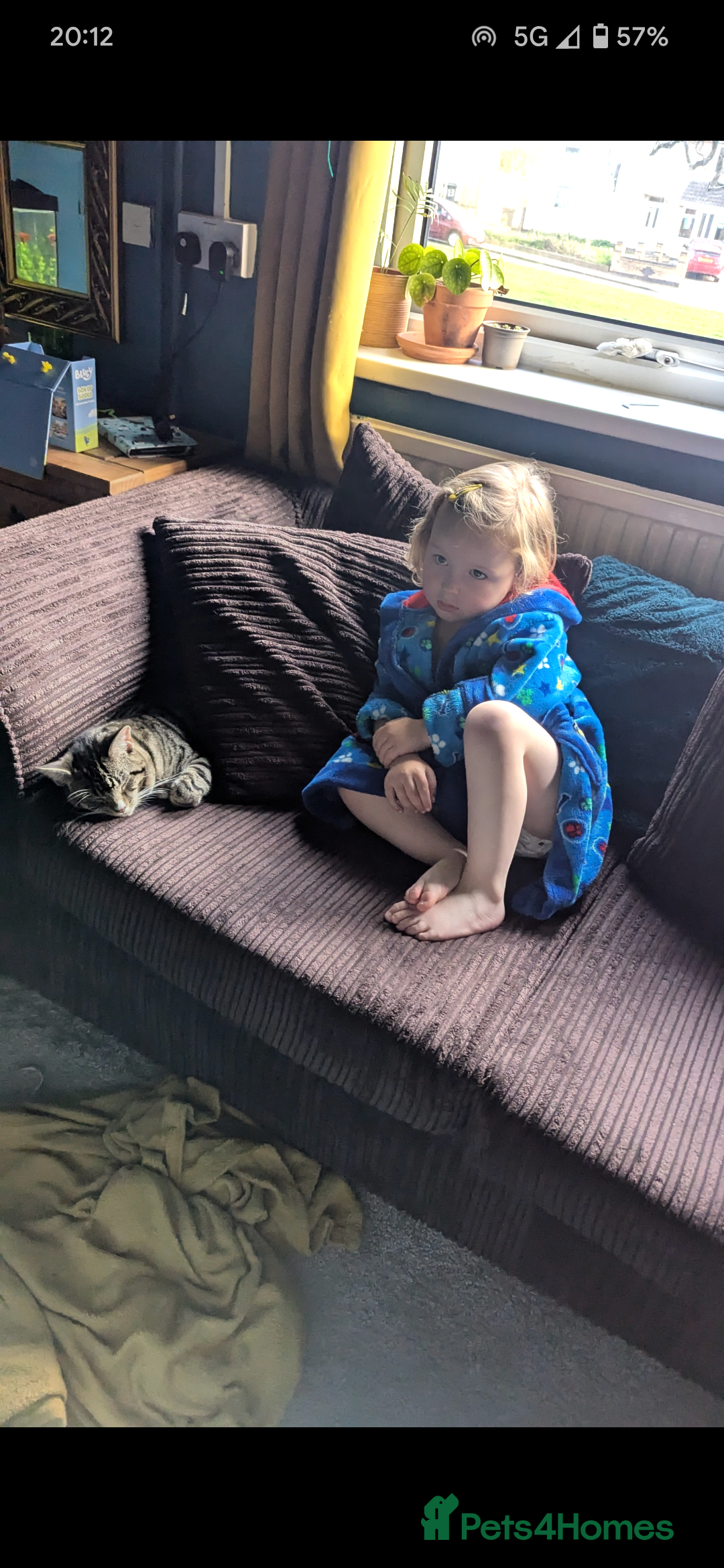 Mixed Breed cats for sale: Mixed Breed Male Tabby  - Image 13