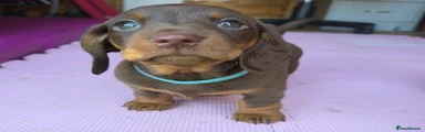 Miniature Dachshund Puppy 1