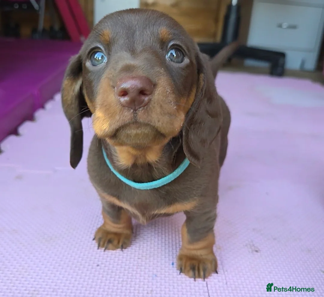 Miniature Dachshund dogs for sale: Minature dachshunds - Advert 2