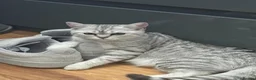 British Shorthair cats for sale: Little miss lexi - Advert 8
