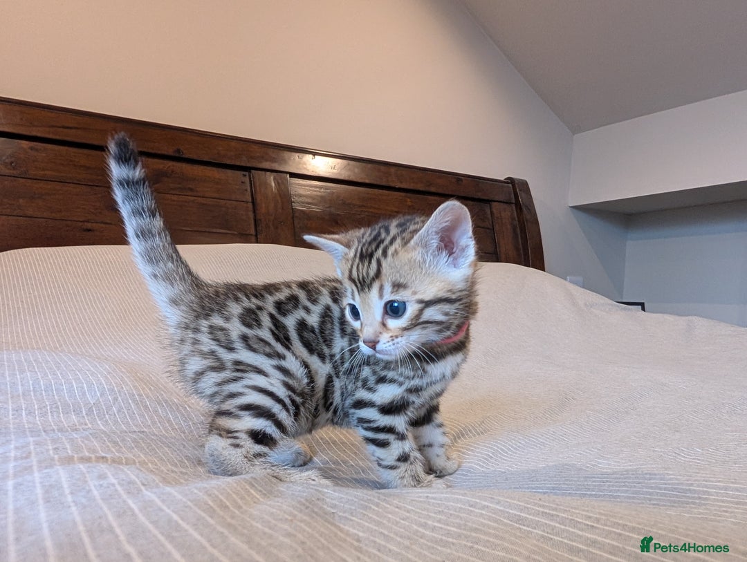 Bengal cats for sale: 🖤🤎 Gorgeous Bengal Kittens 🤎🖤 - Image 26