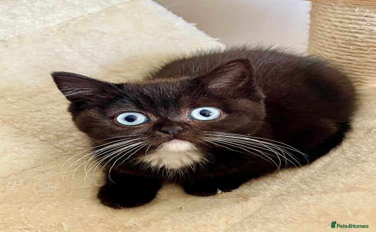 British Shorthair cats - Advert 5