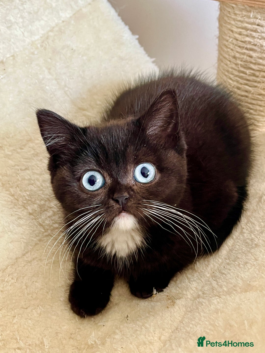 British Shorthair cats for sale: RARE BLUE EYES Black & White - Image 1