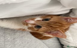 Mixed Breed cats for sale: White and ginger male kitten  - Image 2