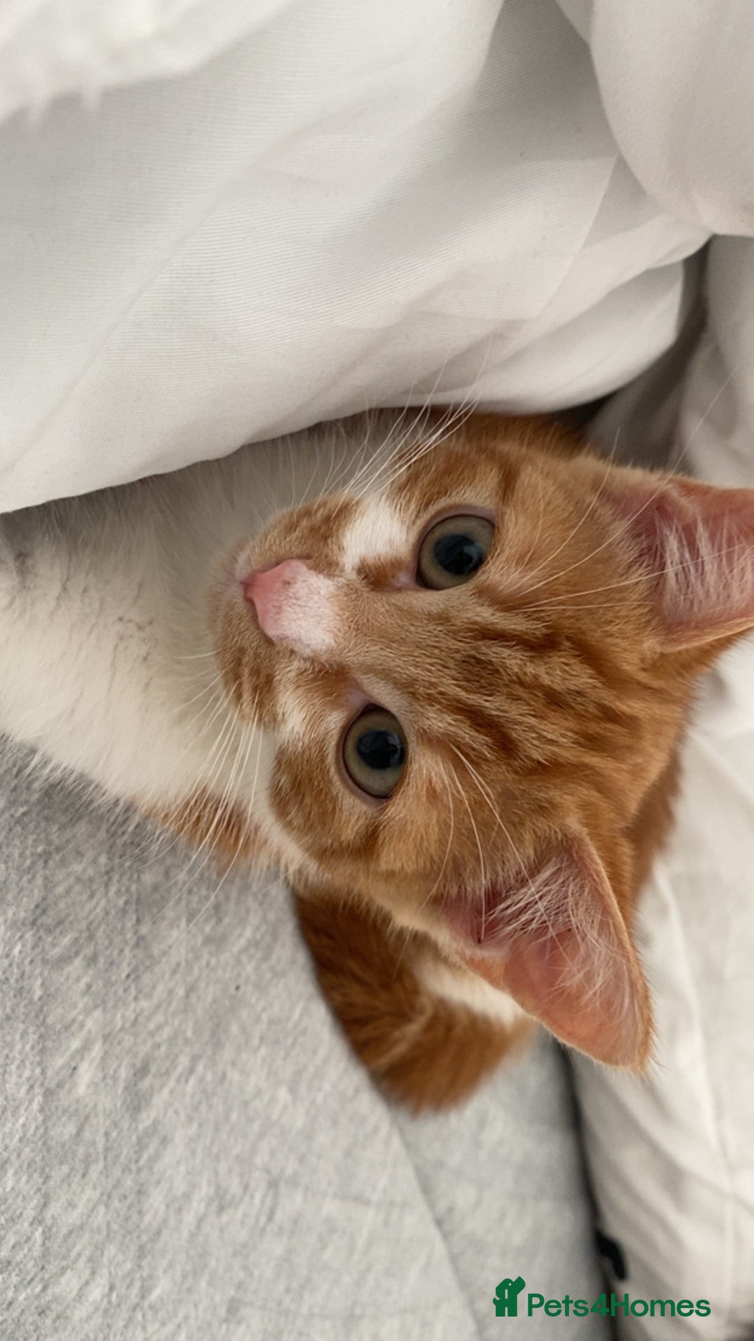 Mixed Breed cats for sale: White and ginger male kitten  - Image 2