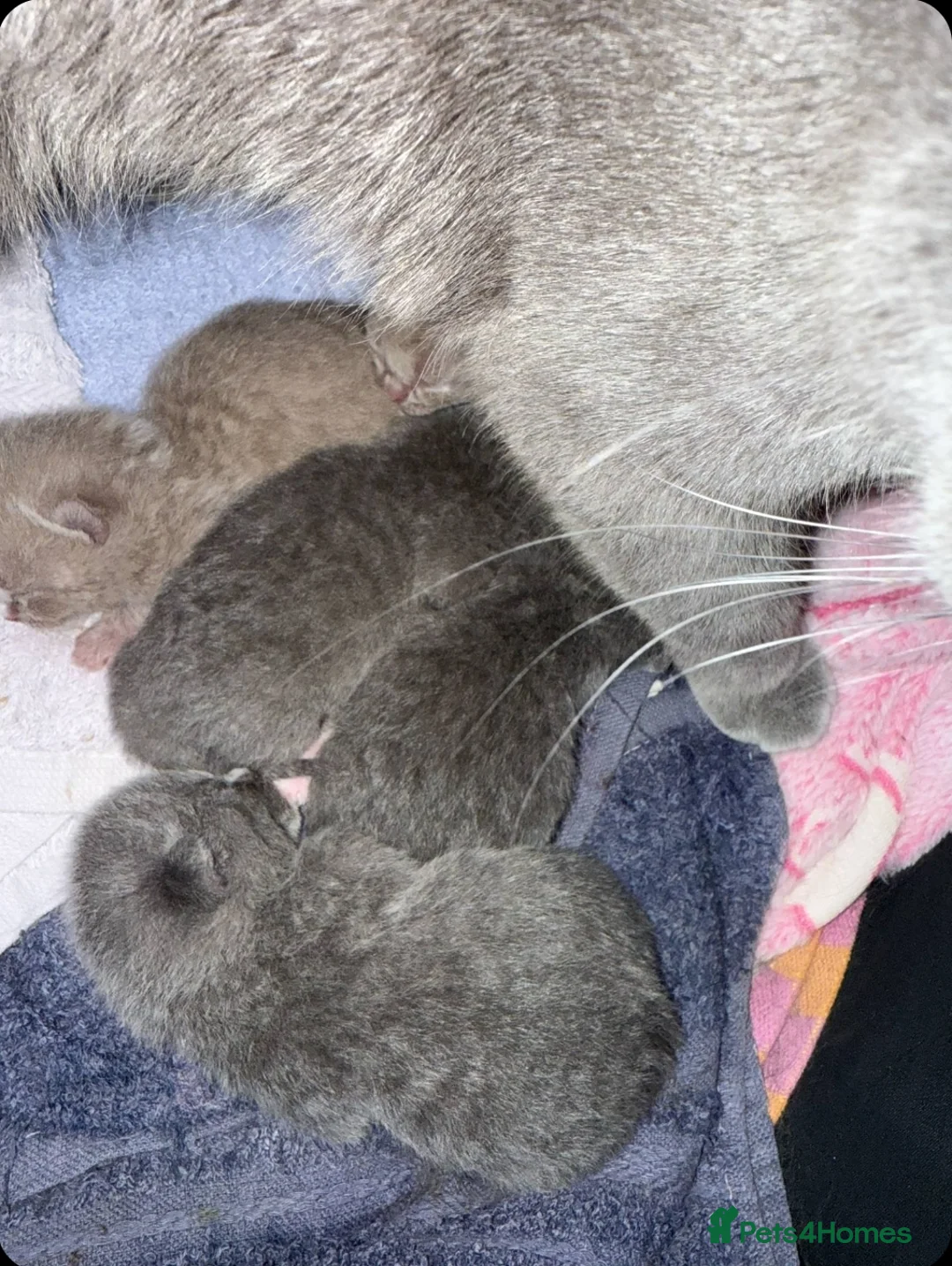 British Shorthair cats for stud: For stud lilac boy Sir Arnold (carries choc gene) in Bradford - Advert 19