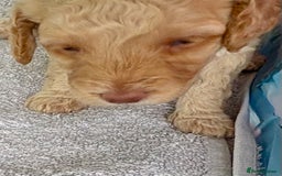 Toy Poodle dogs for sale: Stunning litter of Toy Poodles - Image 33
