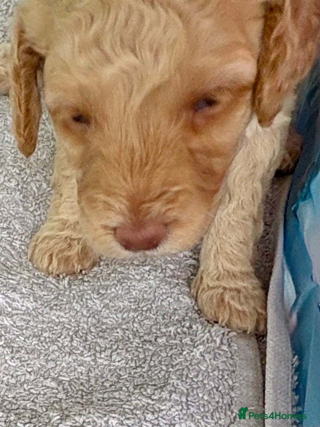 Toy Poodle dogs for sale: Stunning litter of Toy Poodles - Image 33