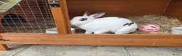 Rex rabbits for sale: Gorgeous broken chocolate vm Mini Rex - Advert 4