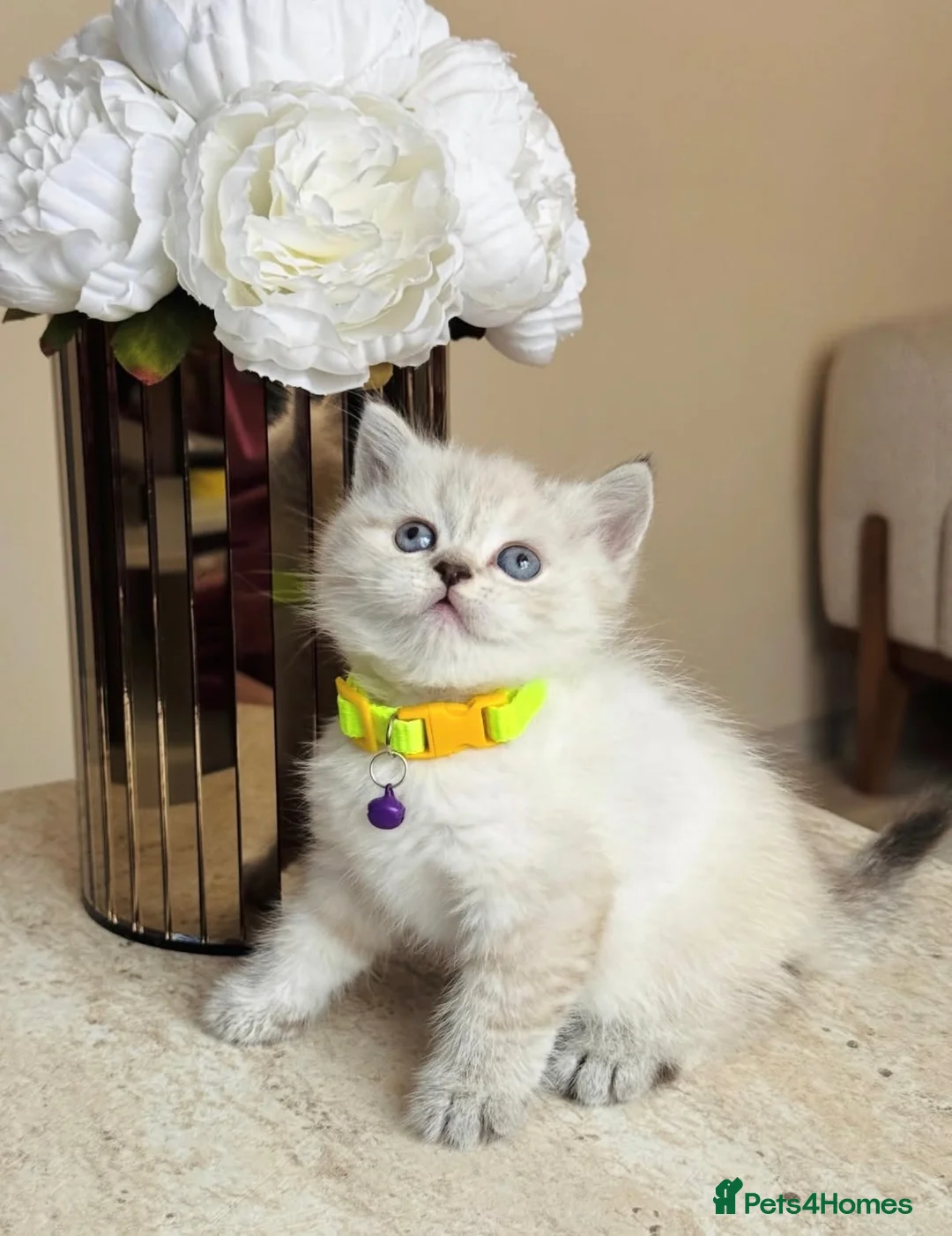 Brazilian Shorthair cats for sale: Lovely female British shorthair kitten - Advert 2