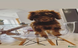 Cockapoo dogs for sale: Quality health tested miniature cockapoo girl! - Image 17