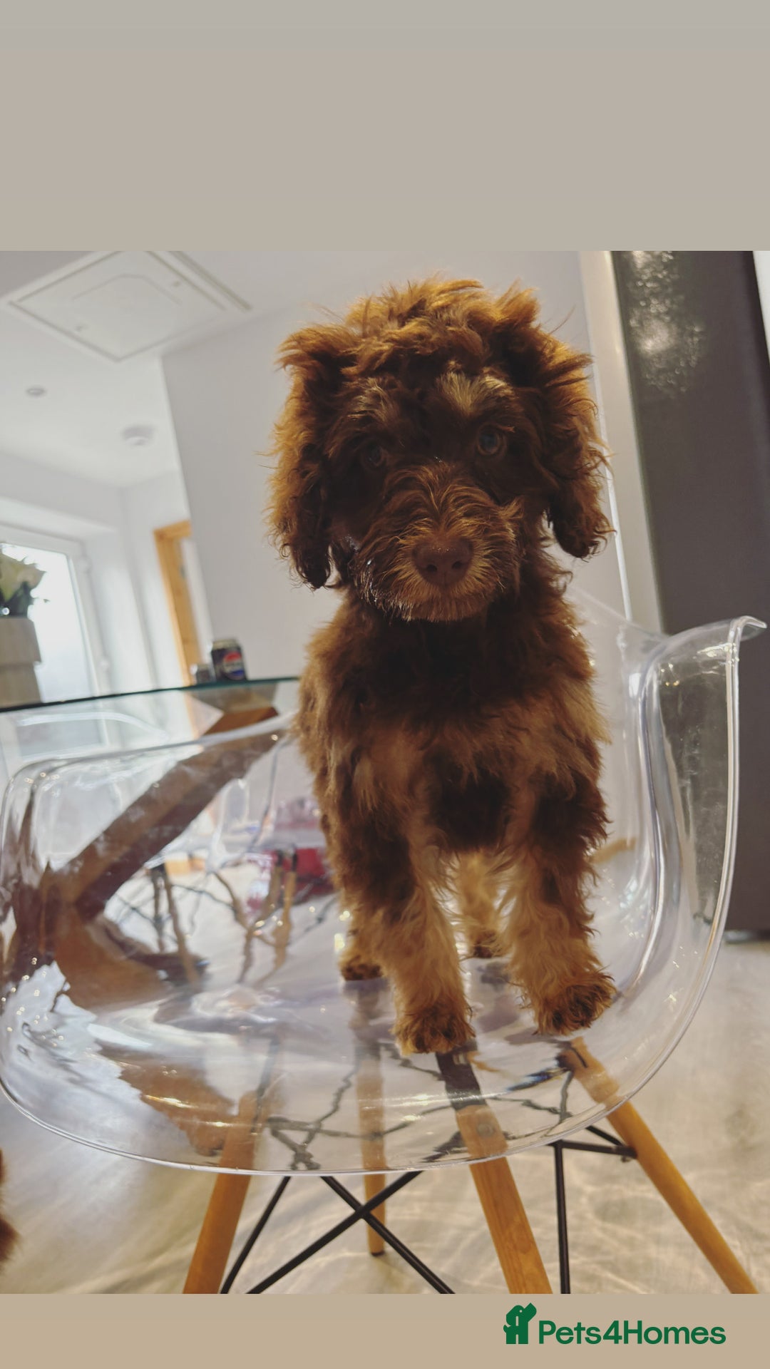 Cockapoo dogs for sale: Quality health tested miniature cockapoo girl! - Image 17