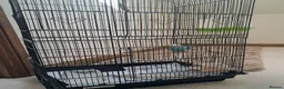 Budgerigars birds for sale: Beautiful Budgie with cage  in Ashbourne - Advert 2