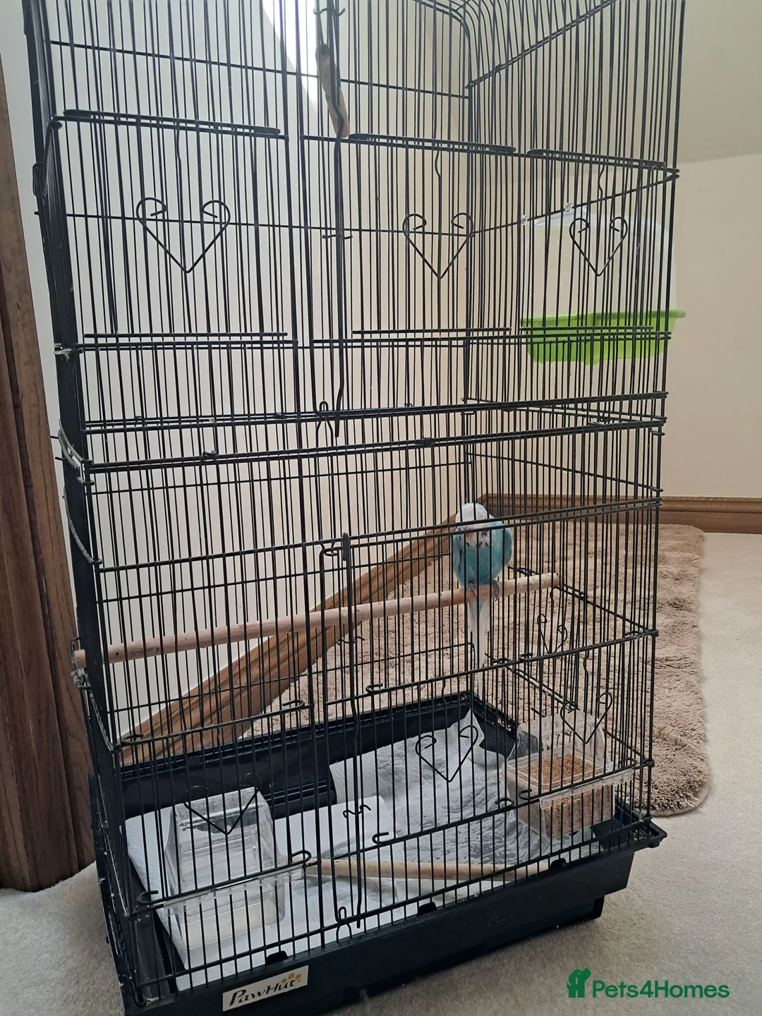 Budgerigars birds for sale: Beautiful Budgie with cage  in Ashbourne - Advert 2