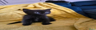 British Shorthair 3 female black